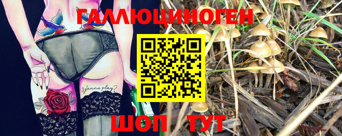 Галлюциногенные грибы Psilocybe  Горно-Алтайск  Псилоцибиновые грибы GOLDEN TEACHER 